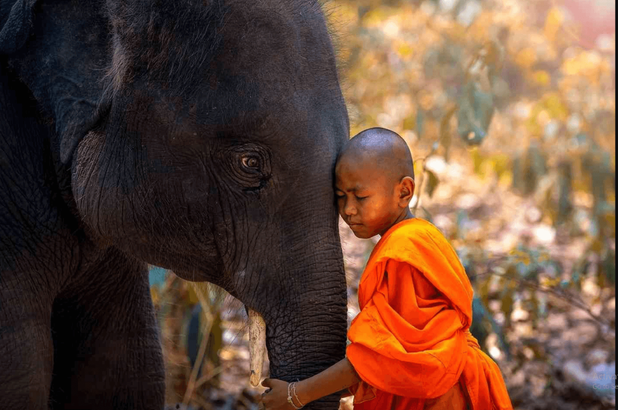 A Journey Toward Sustainable Elephant Sanctuaries in Thailand