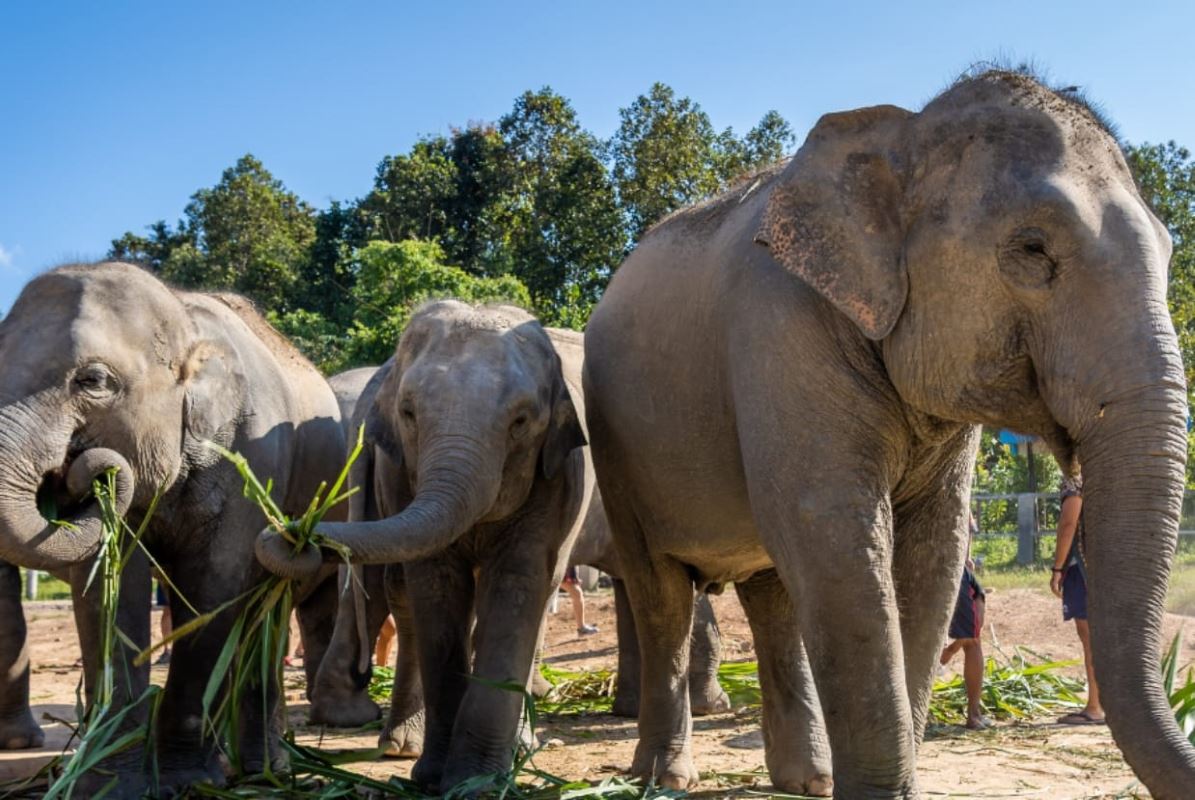 The Golden Triangle Tour Expedition – 4 Days