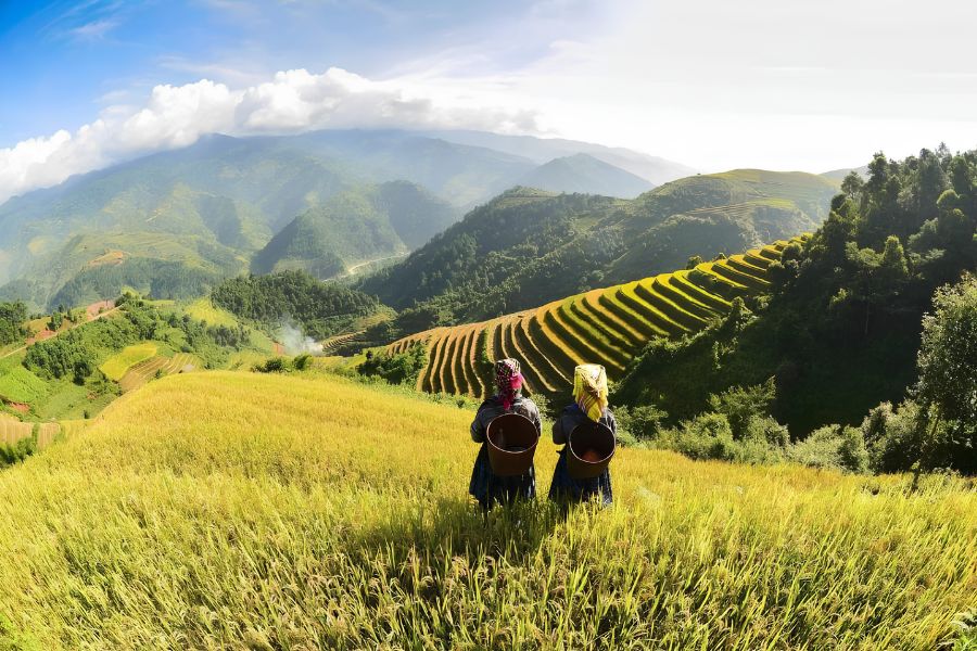 Golden terraced rice fields cascading down the mountains of Sapa in northern Vietnam