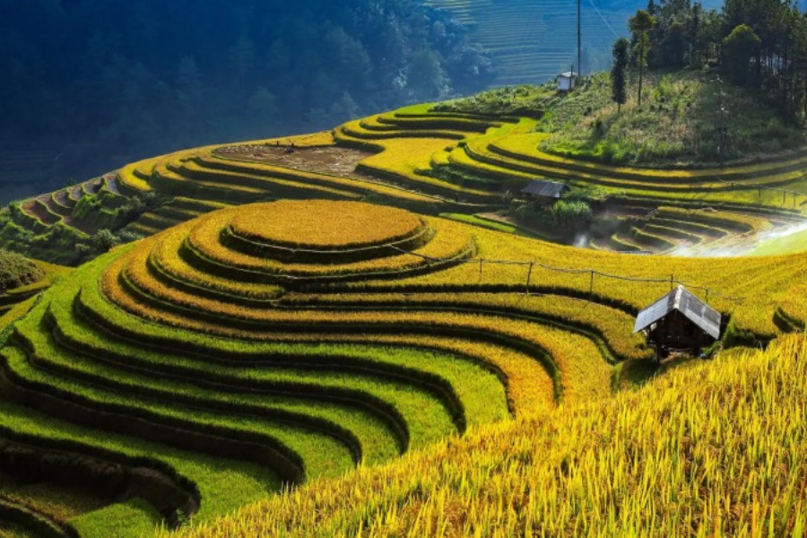Sweeping view of stepped golden-yellow rice terraces carved into misty mountains in Mu Cang Chai during the autumn harvest