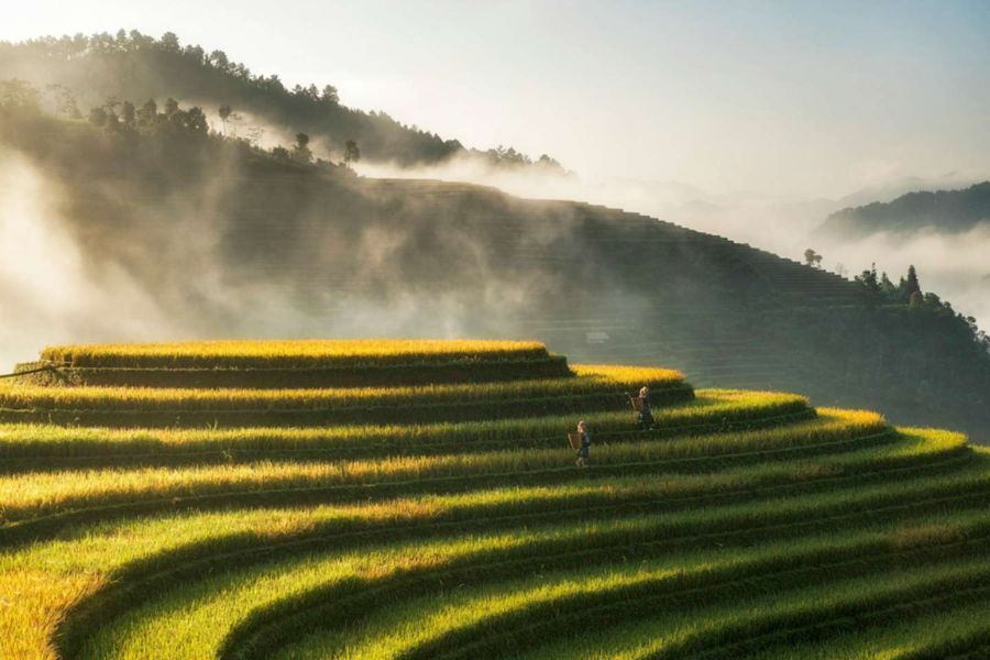 Terraced green rice fields cascading down mountain slopes in the scenic Muong Hoa Valley in Sapa, Vietnam