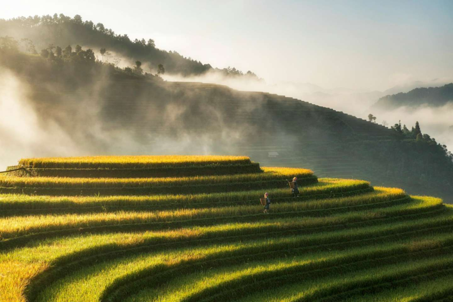 Terraced green rice fields cascading down mountain slopes in the scenic Muong Hoa Valley in Sapa, Vietnam