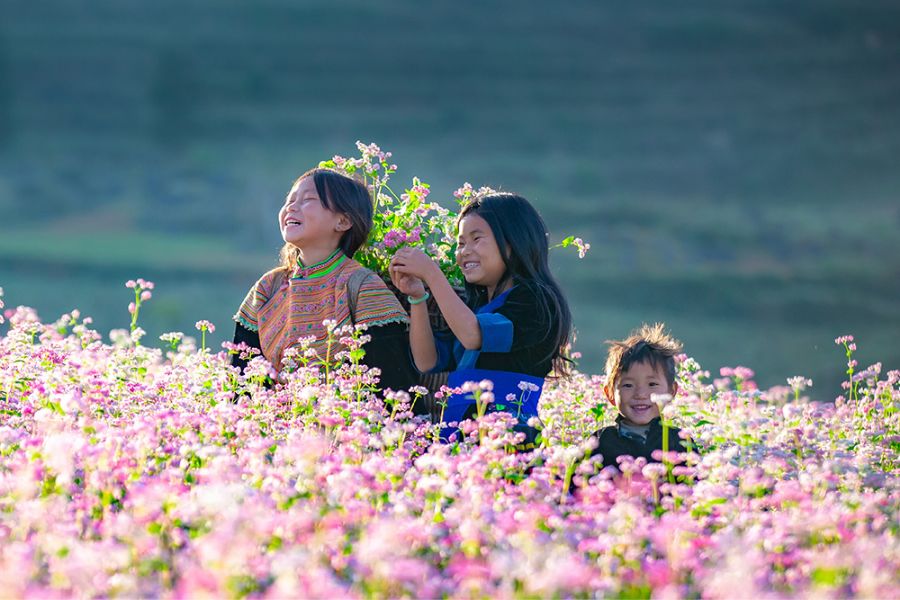 Winding road of Ma Pi Leng Pass surrounded by pink buckwheat flower hills in Ha Giang