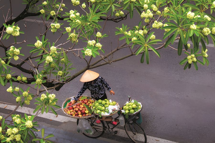 Clusters of tiny ivory-white milk flowers blossoming on high tree branches against a soft evening sky in Hanoi