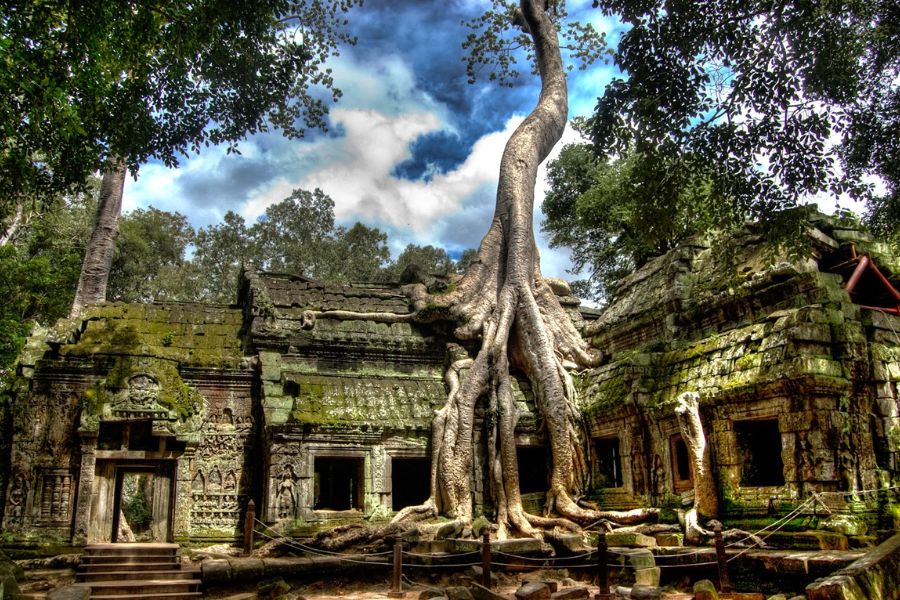 Giant ancient tree roots at Ta Prohm
