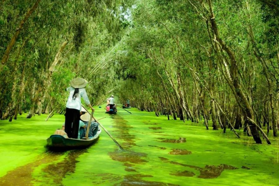 Flat-bottom wooden skiff paddling through a green carpet of duckweed beneath tall cajuput trees in Tra Su Forest in the Mekong Delta
