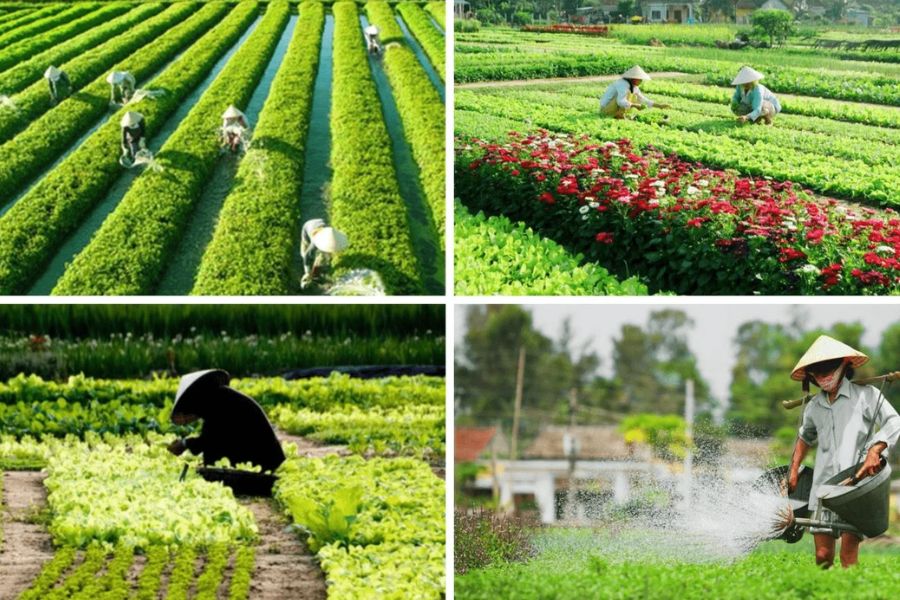 Farmer watering neat rows of organic herbs and vegetables using traditional shoulder-yoke watering cans in Tra Que village