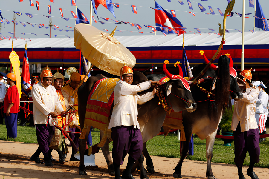 Decorated white sacred royal oxen plowing ceremonial furrows on a green lawn during the Royal Ploughing Ceremony in Phnom Penh